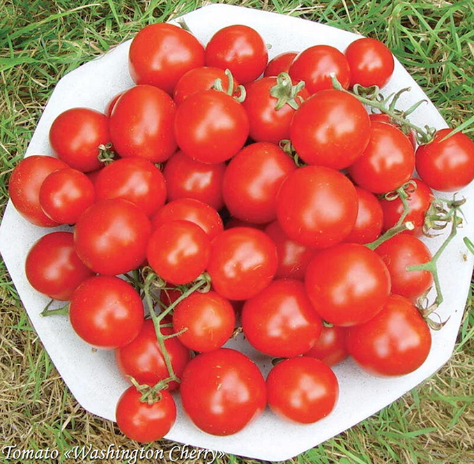 Tomato "Washington Cherry"